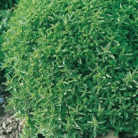 Origanum vulgare 'Compactum'