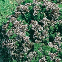 Origanum vulgare