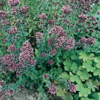 Origanum laevigatum