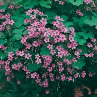 Oxalis articulata