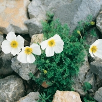 Papaver burseri