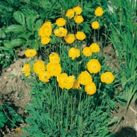 Papaver nudicaule