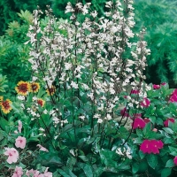 Penstemon digitalis 'Husker Red'