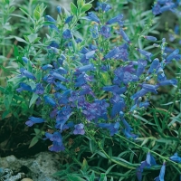 Penstemon heterophyllus 'Blue Spring'