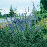 Perovskia 'Blue Spire'