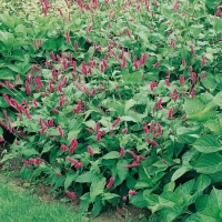 Persicaria amplexicaulis 'Speciosa'