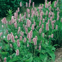 Persicaria bistorta 'Superba'