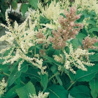 Persicaria weyrichii