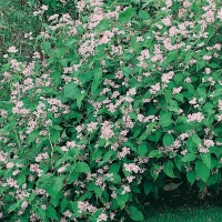 Persicaria campanulata