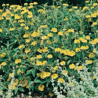 Phlomis fruticosa