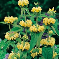 Phlomis russeliana