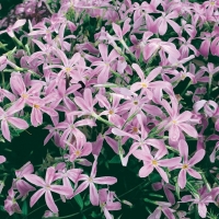 Phlox adsurgens 'Wagon Wheel'