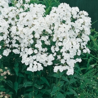 Phlox carolina