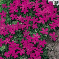 Phlox douglasii 'Red Admiral'