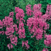 Phlox maculata 'Alpha'