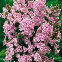 Phlox maculata 'Natascha'