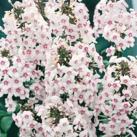 Phlox maculata 'Omega'