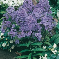 Phlox paniculata 'Amethyst'