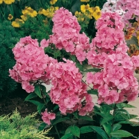 Phlox paniculata 'Dodo Hanbury Forbes'