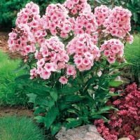 Phlox paniculata 'Elizabeth Arden'