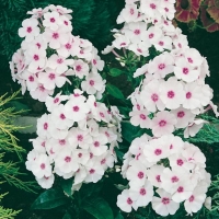 Phlox paniculata 'Europa'