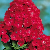 Phlox paniculata 'Fanal'