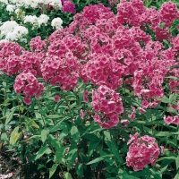 Phlox paniculata 'Mies Copijn'