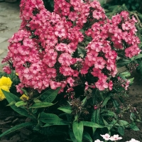 Phlox paniculata 'Tenor'