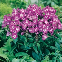 Phlox paniculata 'Uspech'