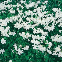 Phlox stolonifera