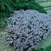 Phlox subulata 'Oakington Blue Eyes'