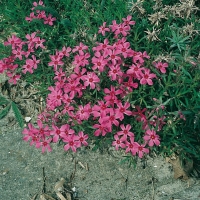 Phlox subulata 'Scarlet Flame'