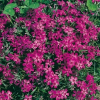 Phlox subulata 'Temiskaming'