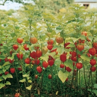 Physalis alkekengii var. franchetii