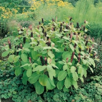 Phytolacca americana (Fitolacca, Uva turca, Uva americana)