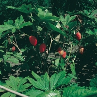 Podophyllum hexandrum