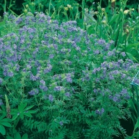 Polemonium caeruleum