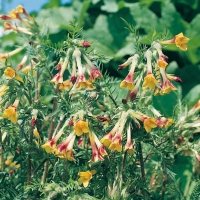 Polemonium pauciflorum