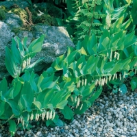 Polygonatum odoratum