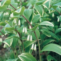 Polygonatum x hybridum 'Variegatum'