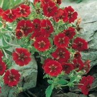 Potentilla atrosanguinea