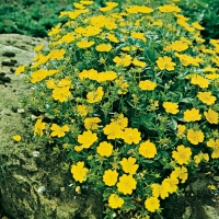 Potentilla aurea