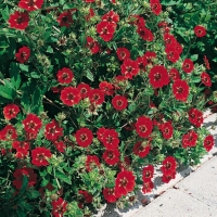 Potentilla Ibridi