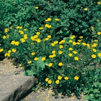 Potentilla recta