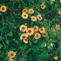 Potentilla x tonguei