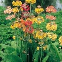 Primula x bulleesiana