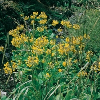 Primula florindae