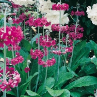 Primula pulverulenta