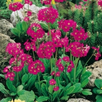 Primula rosea