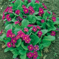 Primula x pruhonicencis